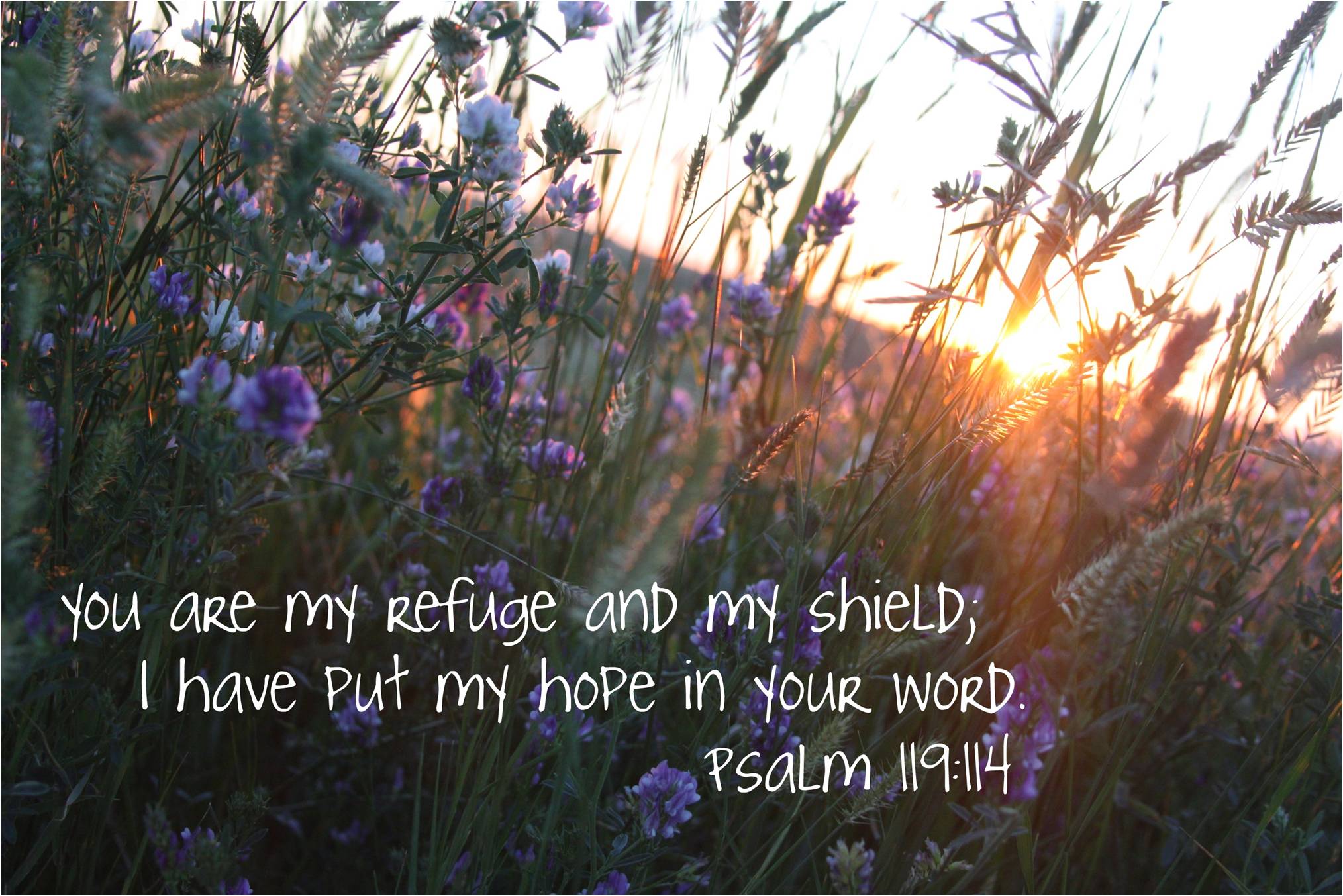Verse of the Day - Psalm 119:114 - Highland Park Baptist Church - Lenoir  City, Tennessee