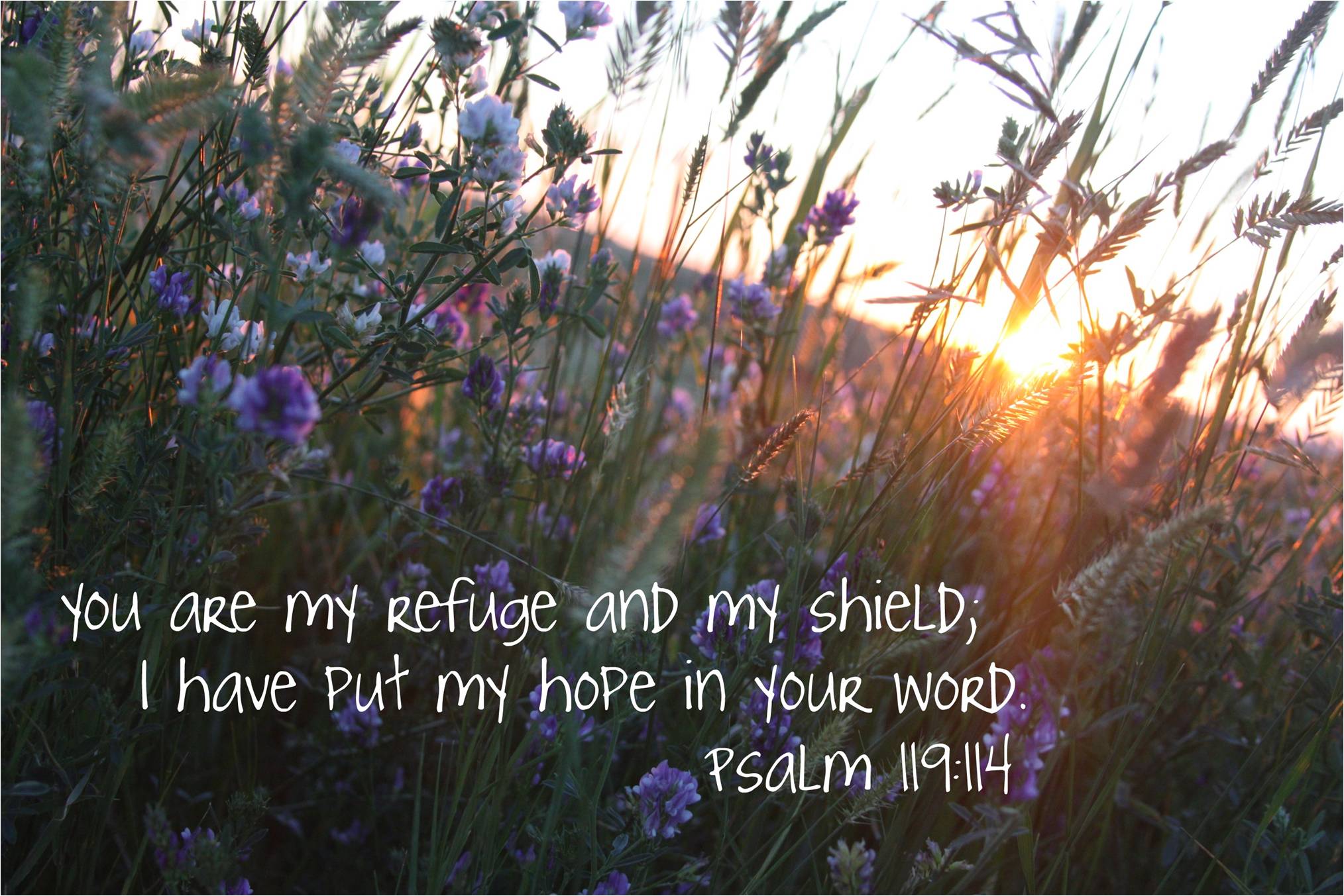 Verse of the Day - Psalm 119:114 - Highland Park Baptist Church - Lenoir City, Tennessee